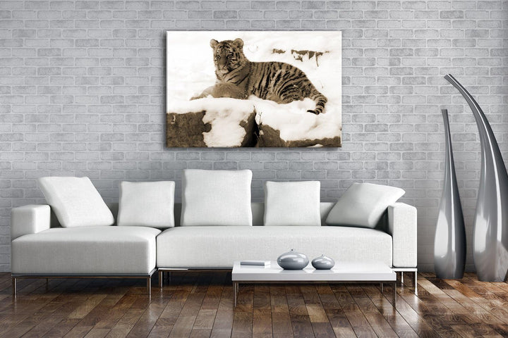 deyoli ruhig liegender Tiger im Schnee Format: 80x60 Effekt: Sepia als Leinwandbild, Motiv fertig ge