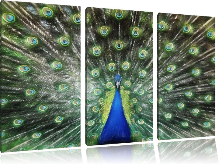 Pixxprint Schöner Pfau mit seinem Gefieder Kunst Buntstift Effekt 3-Teiler Leinwandbild 120x80 Bild