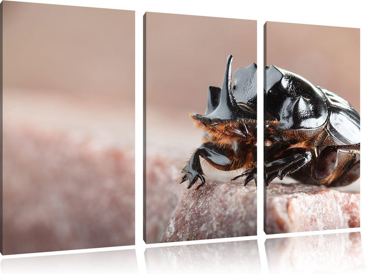 Pixxprint Nashornkäfer Porträt / 3-Teilig/Gesamtmass 120cm Leinwandbild bespannt auf Holzrahmen/Wand