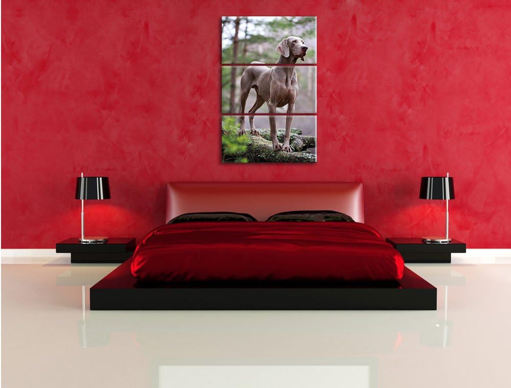 Pixxprint Edler Weimaraner im Wald 3-Teiler Leinwandbild 120x80 Bild auf Leinwand