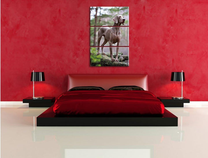 Pixxprint Edler Weimaraner im Wald 3-Teiler Leinwandbild 120x80 Bild auf Leinwand