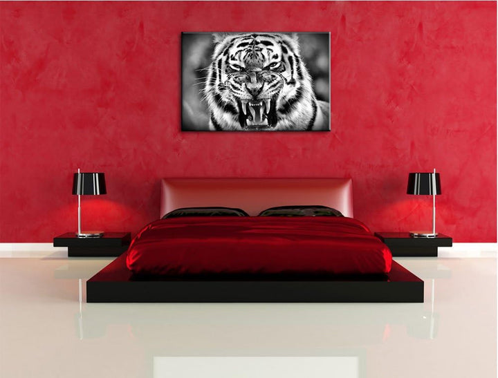 Pixxprint aggressiver Tiger als Leinwandbild/Grösse: 100x70 / Wandbild/Kunstdruck/fertig bespannt, 1