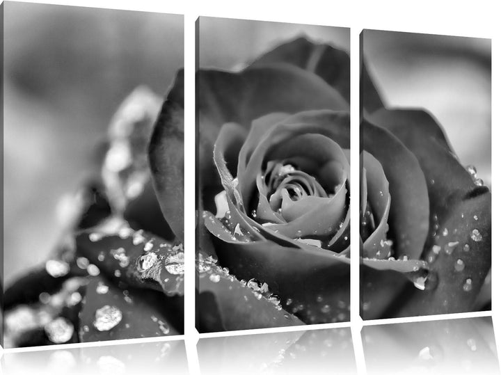 Pixxprint Rose mit Wassertropfen als Leinwandbild/Grösse: 3 Teilig (120x80) cm/Wandbild/Kunstdruck/f