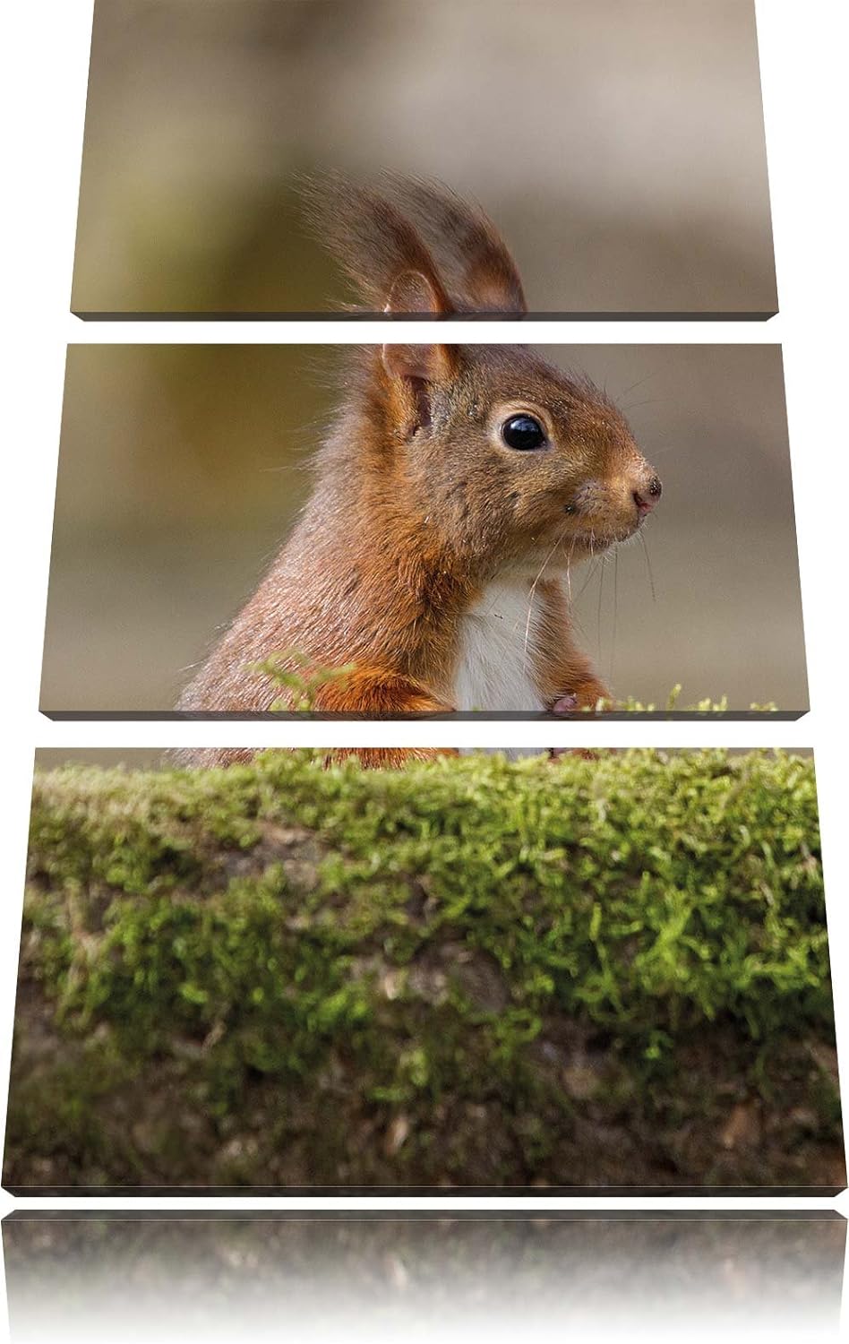 Pixxprint Eichhörnchen hinter Baumstamm als Leinwandbild/Grösse: 3 Teilig (120x80) cm/Wandbild/Kunst