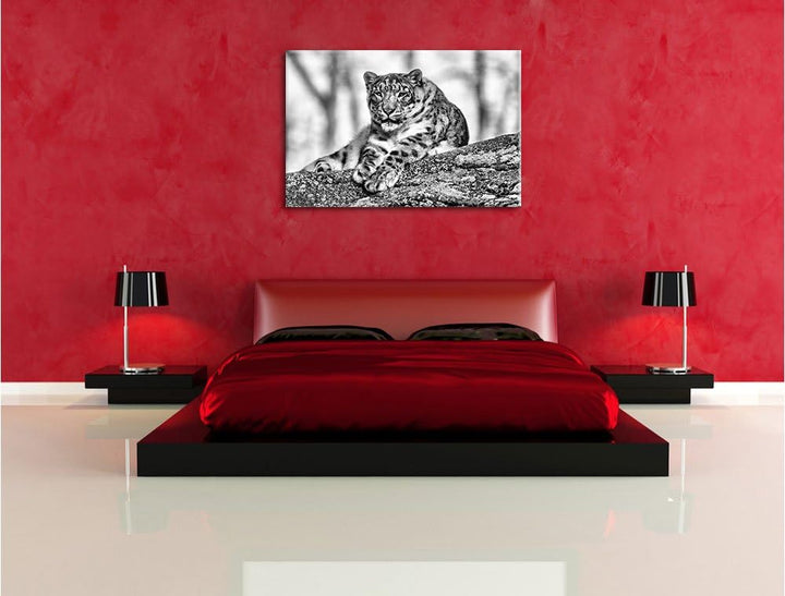 Pixxprint Schneeleopardin / 100x70cm Leinwandbild bespannt auf Holzrahmen/Wandbild Kunstdruck Dekora
