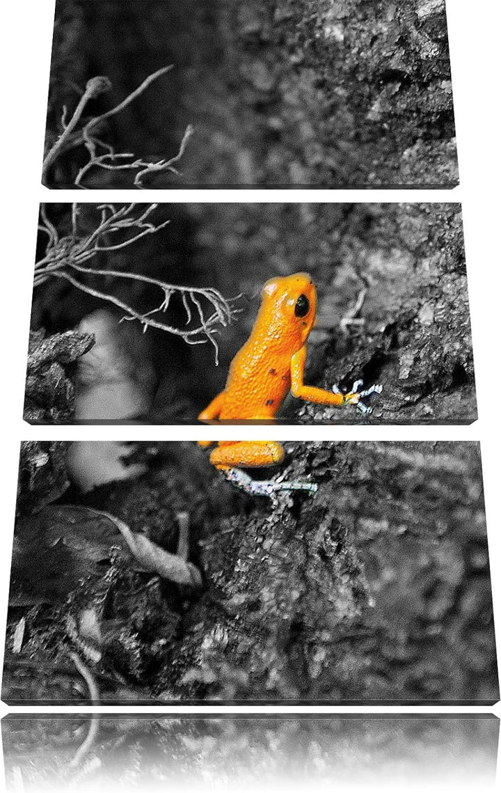 Pixxprint giftiger Kleiner Frosch als Leinwandbild/Grösse: 3 Teilig (120x80) / Wandbild/Kunstdruck/f