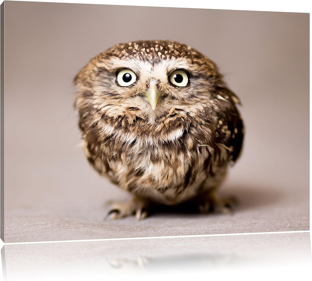 Pixxprint Nachteule mit Blick / 100x70cm Leinwandbild bespannt auf Holzrahmen/Wandbild Kunstdruck De