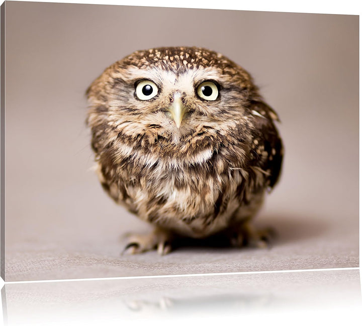 Pixxprint Nachteule mit Blick / 100x70cm Leinwandbild bespannt auf Holzrahmen/Wandbild Kunstdruck De