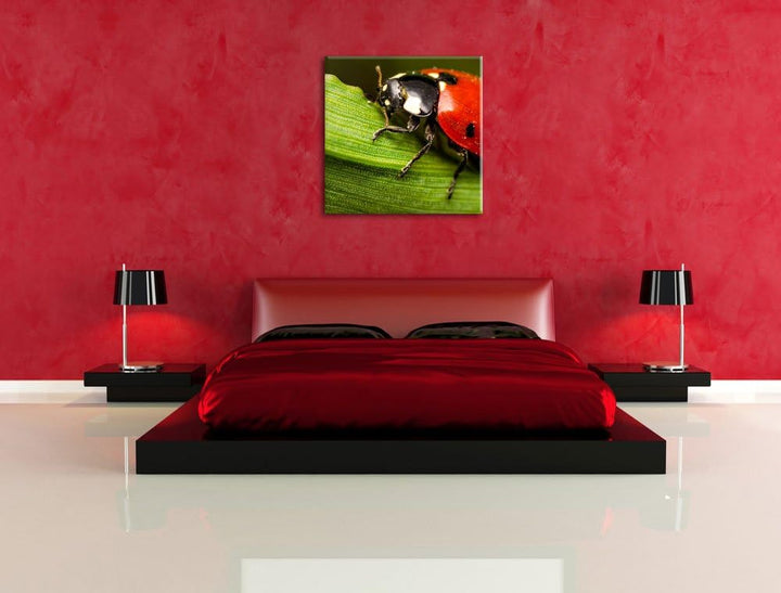 Pixxprint Marienkäfer in Detailaufnahme als Leinwandbild/Grösse: 70x70 cm/Wandbild/Kunstdruck/fertig
