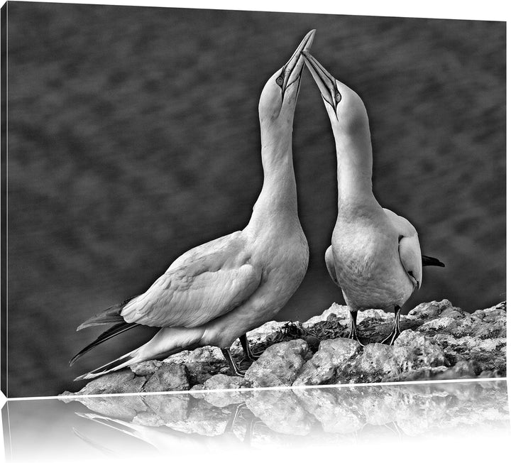 Pixxprint Monocrome, aussergewöhnliche Vögel am Meer, Format: 100x70 auf Leinwand, riesige Bilder fe