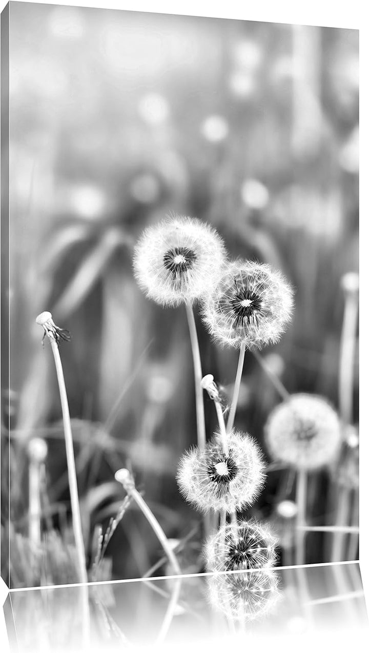 Pixxprint Pusteblumen auf Frühlingswiese/Format: 100x70cm / Leinwandbild fertig bespannt Wandbild Ku