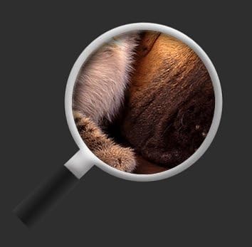 islandburner Bild Bilder auf Leinwand Beste Freunde Hund und Katze 1p XXL Poster Leinwandbild Wandbi