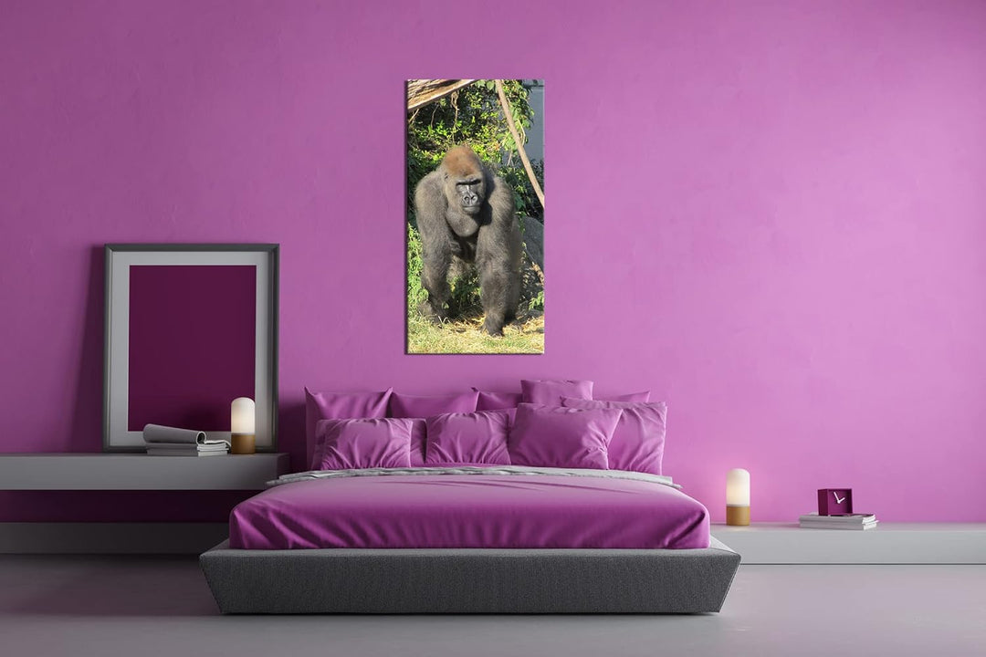 stolzer Gorilla Panorama 100x50 cm als Leinwandbild, Motiv fertig gerahmt auf Echtholzrahmen, Hochwe