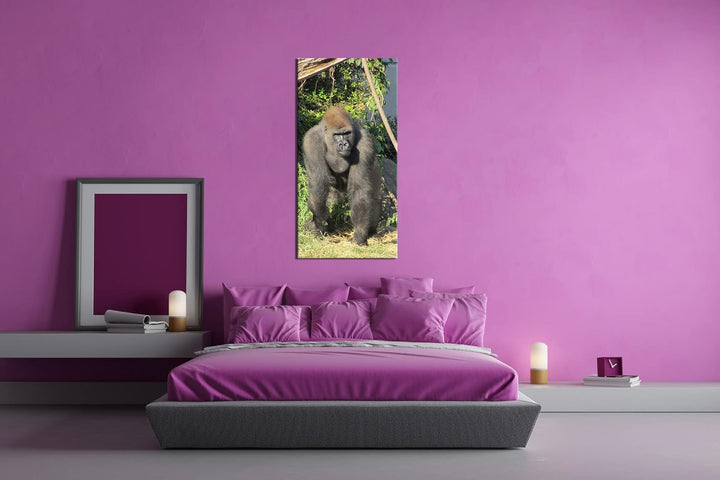 stolzer Gorilla Panorama 100x50 cm als Leinwandbild, Motiv fertig gerahmt auf Echtholzrahmen, Hochwe