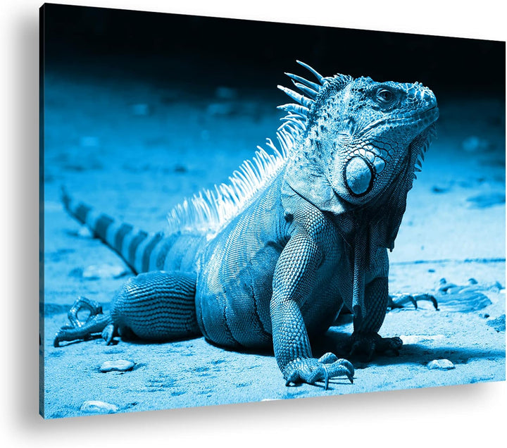 deyoli edler grüner Leguan Format: 80x60 Effekt: Monocrome Blau als Leinwand, Motiv fertig gerahmt a