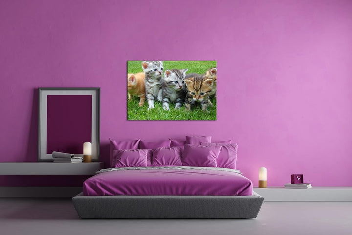 niedliche Katzenbabys auf der Wiese im Format: 100x70 als Leinwandbild, Motiv fertig gerahmt auf Ech