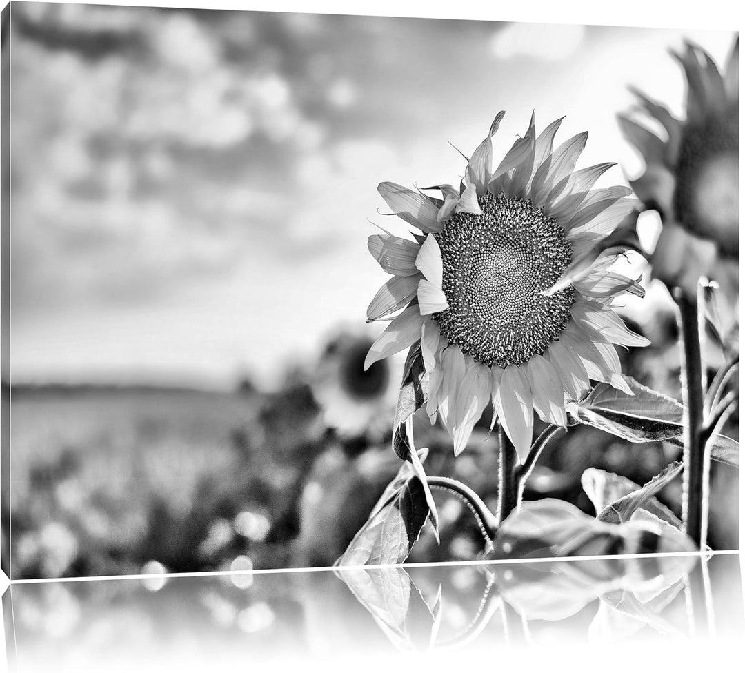 Pixxprint Sonnenblumenfeld SonnenblumeSonne / 100x70cm Leinwandbild bespannt auf Holzrahmen/Wandbild