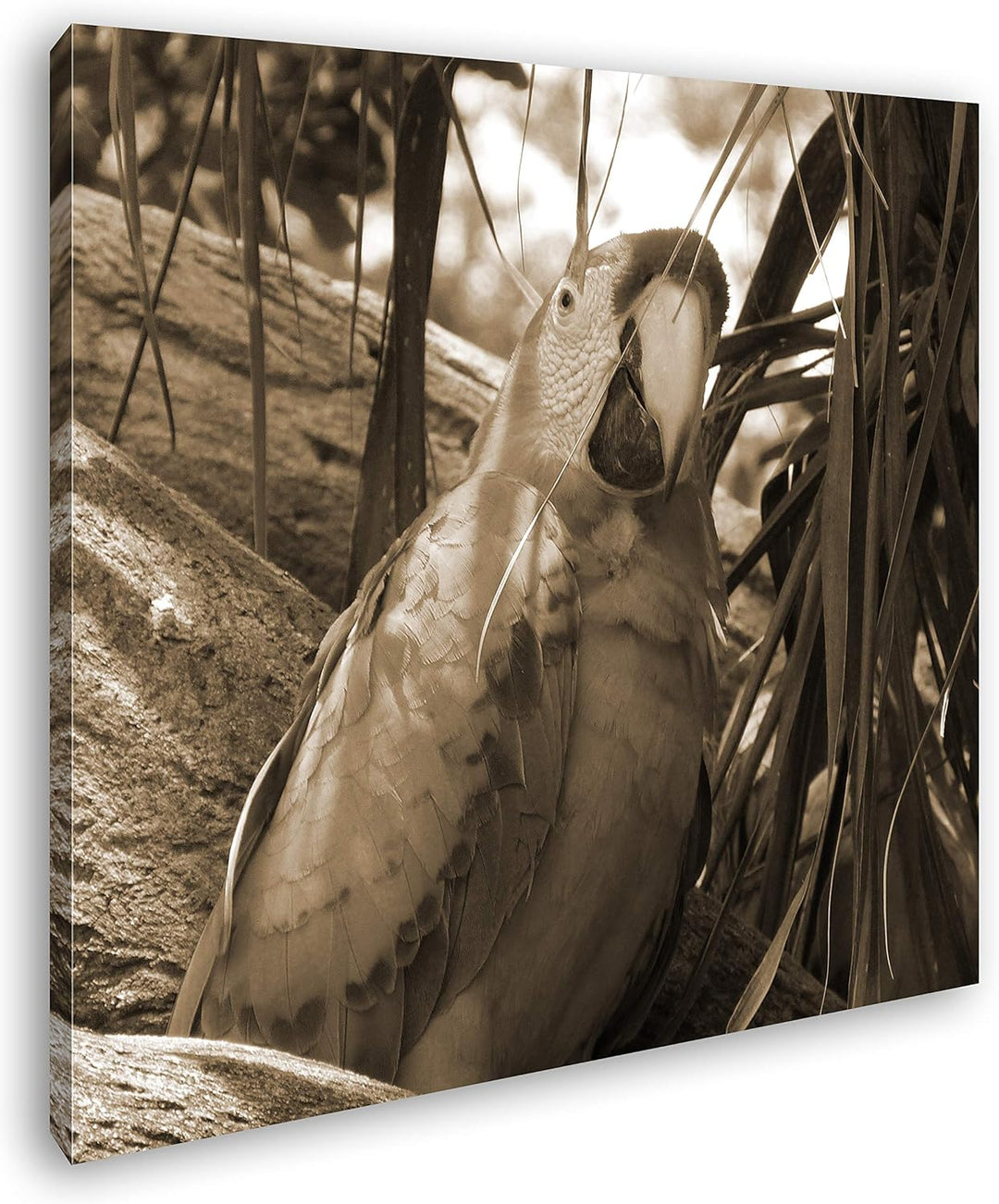 deyoli exotischer Papagei im Baum Format: 70x70 Effekt: Sepia als Leinwandbild, Motiv fertig gerahmt