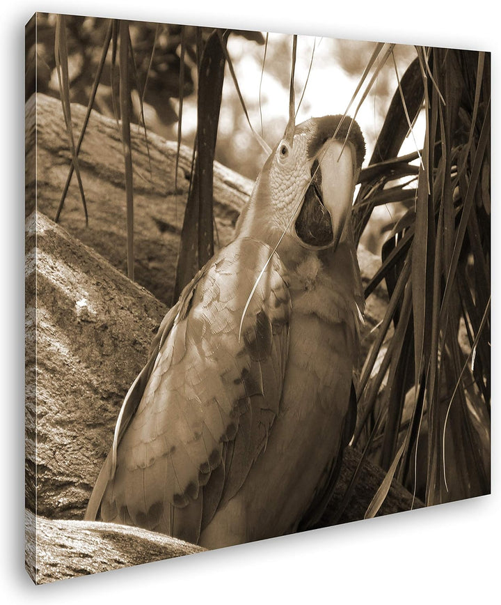 deyoli exotischer Papagei im Baum Format: 70x70 Effekt: Sepia als Leinwandbild, Motiv fertig gerahmt