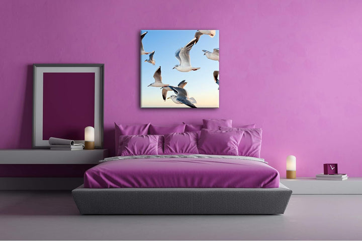 deyoli fliegen Möwen über Küste im Format: 70x70 als Leinwandbild, Motiv fertig gerahmt auf Echtholz