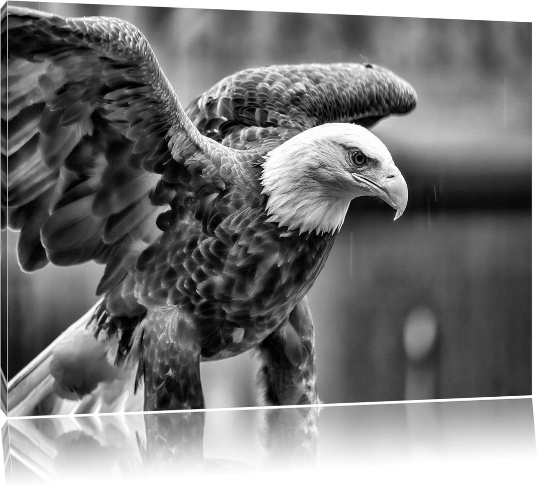 Monocrome, Adler, Format: 100x70 auf Leinwand, XXL riesige Bilder fertig gerahmt mit Keilrahmen, Kun
