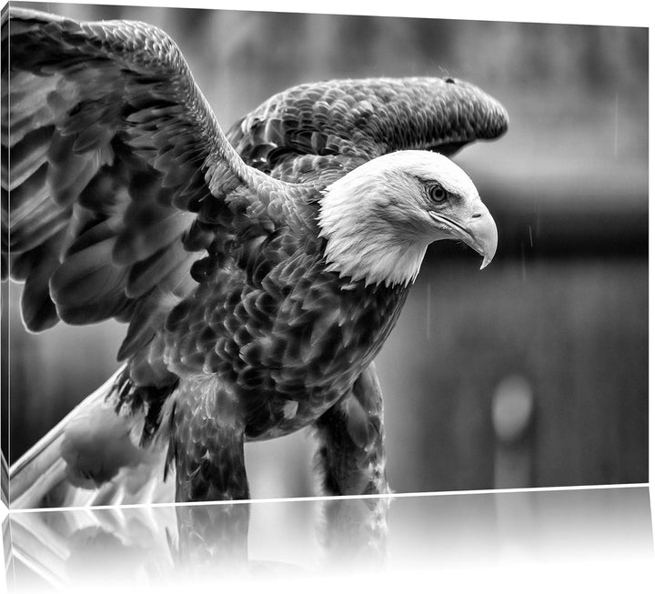 Monocrome, Adler, Format: 100x70 auf Leinwand, XXL riesige Bilder fertig gerahmt mit Keilrahmen, Kun