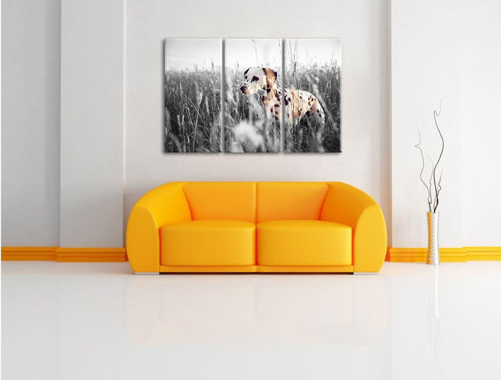 Pixxprint Neugieriger Hund im Feld B&W Detail 3-Teiler Leinwandbild 120x80 Bild auf Leinwand