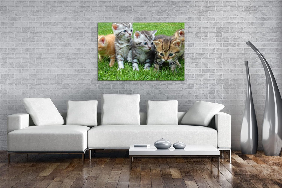 niedliche Katzenbabys auf der Wiese im Format: 100x70 als Leinwandbild, Motiv fertig gerahmt auf Ech