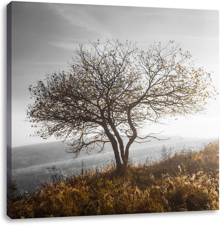 Pixxprint Einsamer Baum auf Berg als Leinwandbild/Grösse: 70x70 cm/Wandbild/Kunstdruck/fertig bespan