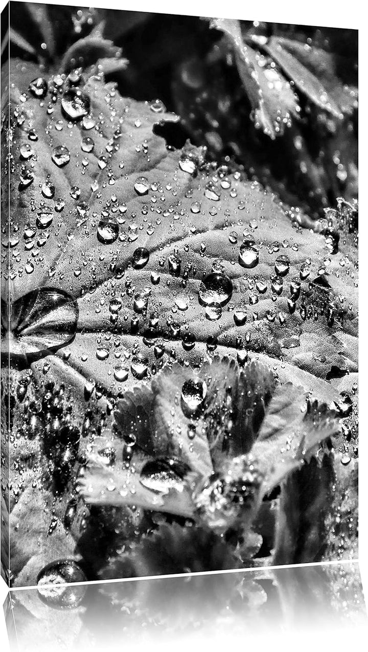 Pixxprint Monocrome, Wassertropfen auf Blatt, Format: 100x70 auf Leinwand, 100x70
