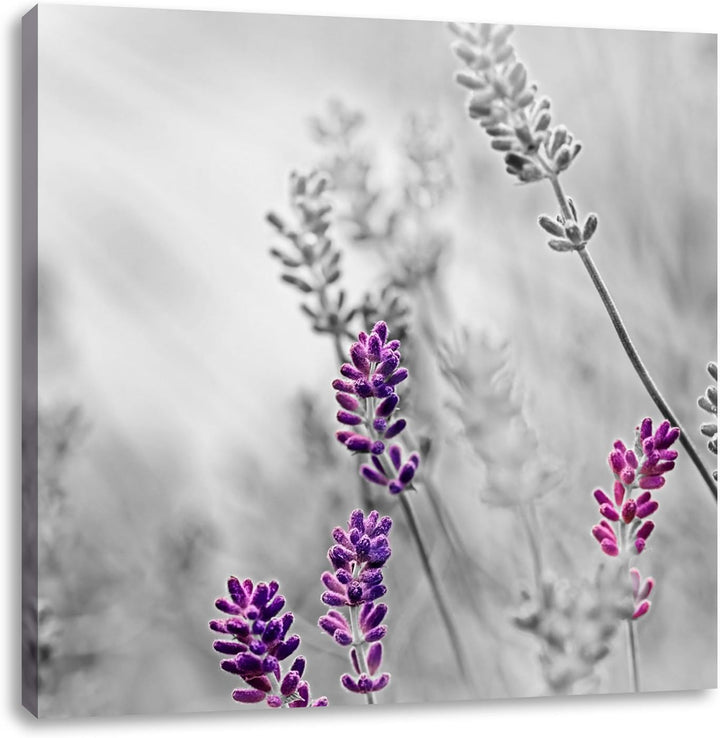 Pixxprint schöner Lavendel als Leinwandbild Quadratisch/Grösse: 70x70 / Wandbild/Kunstdruck/fertig b