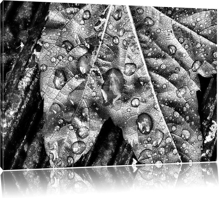 Pixxprint Regentropfen auf Blatt als Leinwandbild/Grösse: 100x70 / Wandbild/Kunstdruck/fertig bespan