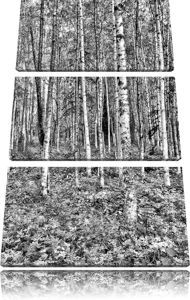 Pixxprint Birkenwald als Leinwandbild/Grösse: 3 Teilig (120x80) / Wandbild/Kunstdruck/fertig bespann