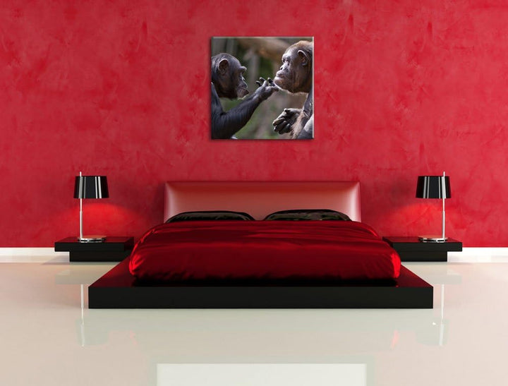 Schimpansen Freundschaft, Format: 70x70 auf Leinwand, XXL riesige Bilder fertig gerahmt mit Keilrahm