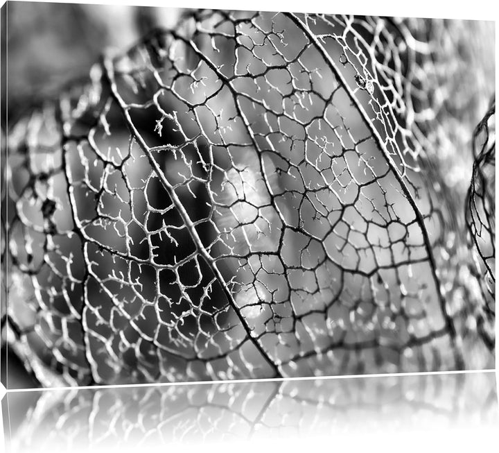 Monocrome, Rote Physalis, Format: 100x70 auf Leinwand, XXL riesige Bilder fertig gerahmt mit Keilrah