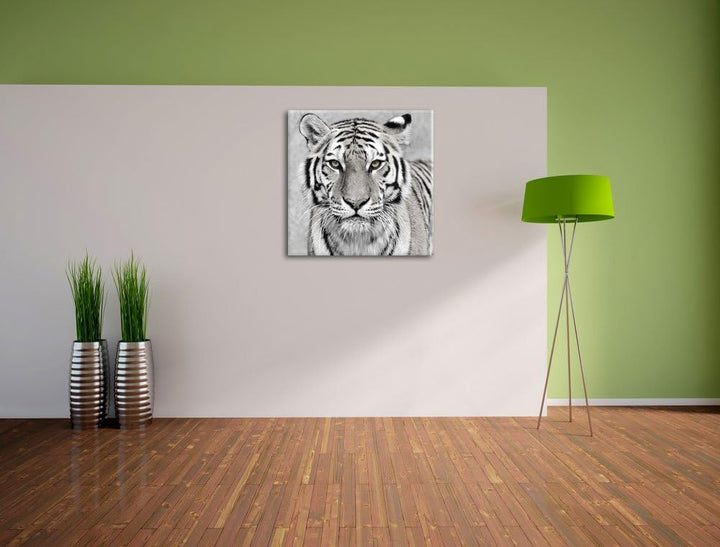 Pixxprint Anmutiger Tiger in Schwarz/Weiss, Format: 70x70 auf Leinwand, 70x70