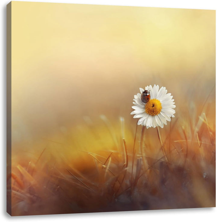Pixxprint Gänseblümchen mit Marienkäfer als Leinwandbild | Grösse: 70x70 cm | Wandbild | Kunstdruck