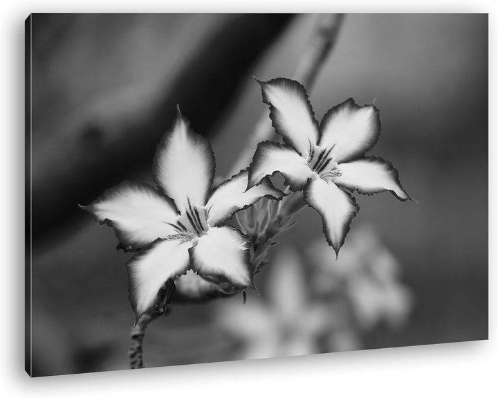 deyoli bezaubernde Impala Lily Effekt: Schwarz/Weiss Format: 80x60 als Leinwand, Motiv fertig gerahm