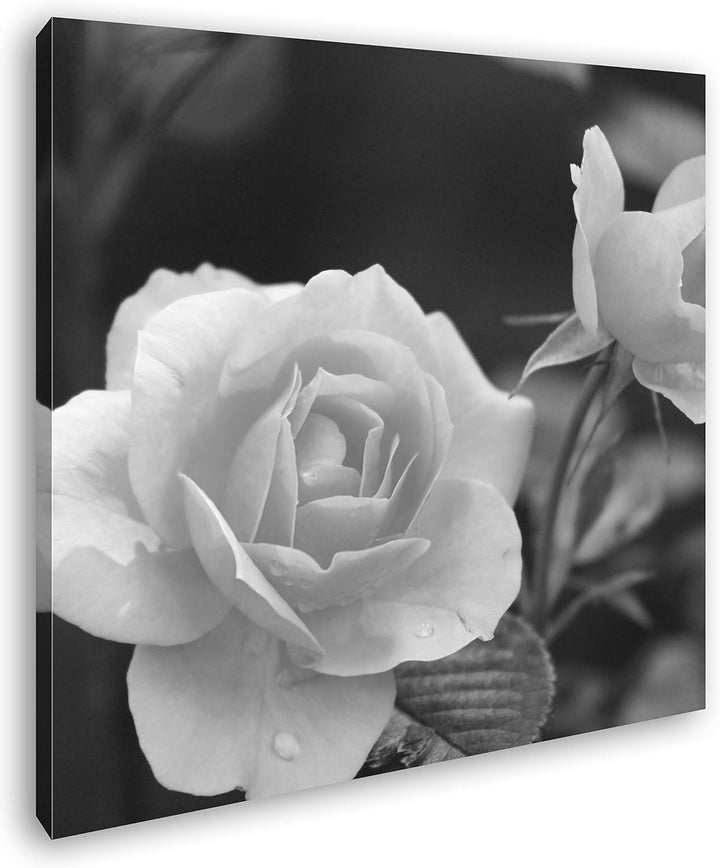 deyoli schöne orangene Blumen im Format: 70x70 Effekt: Schwarz&Weiss als Leinwandbild, Motiv auf Ech
