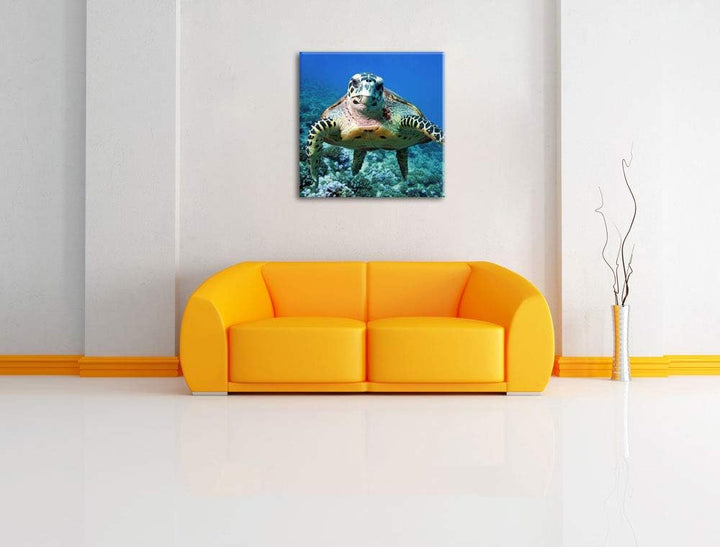 Pixxprint Schildkröte über Korallenriff, Format: 70x70 auf Leinwand, 70x70