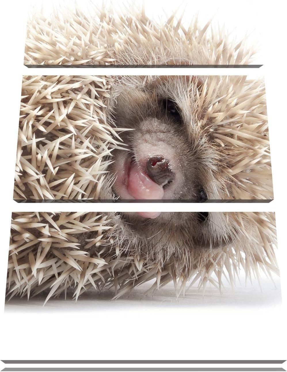 Pixxprint kleines niedliches Igel Baby als Leinwandbild/Grösse: 3 Teilig (120x80) cm/Wandbild/Kunstd