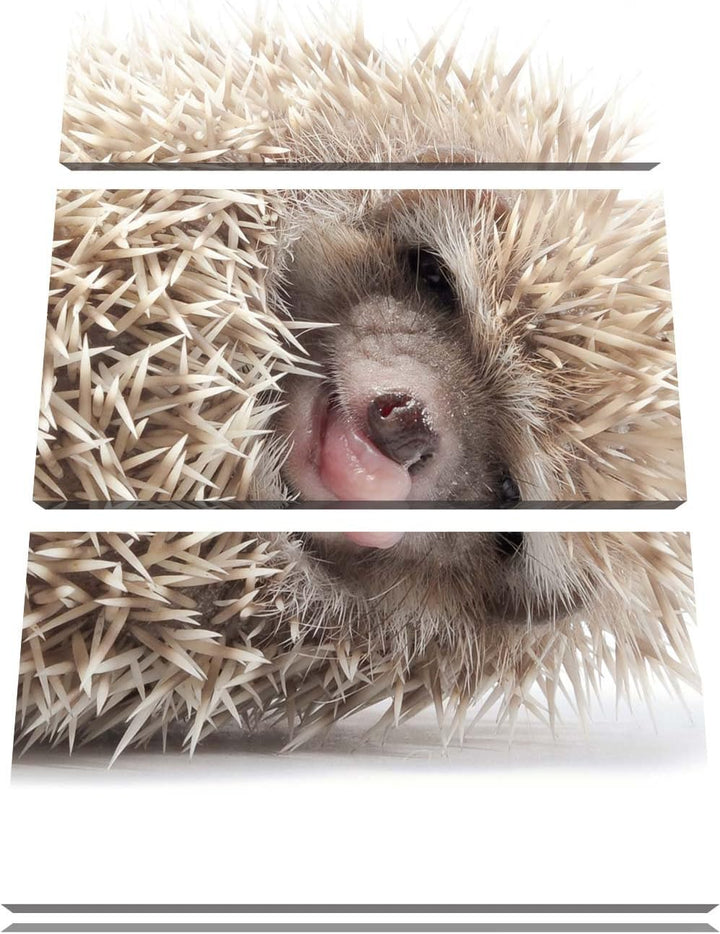 Pixxprint kleines niedliches Igel Baby als Leinwandbild/Grösse: 3 Teilig (120x80) cm/Wandbild/Kunstd