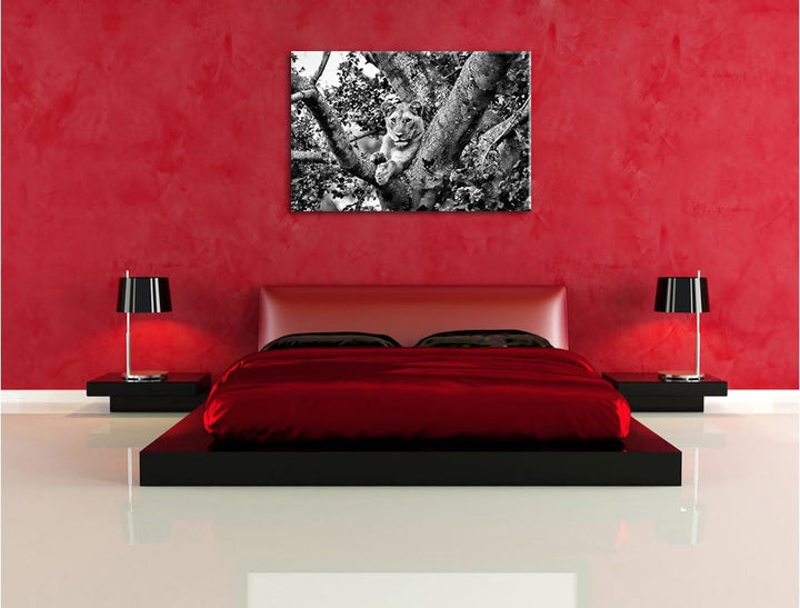 Pixxprint schöne Löwin auf Baum als Leinwandbild/Grösse: 100x70 / Wandbild/Kunstdruck/fertig bespann