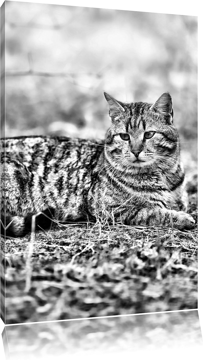 Pixxprint Ruhende Katze im Wald / 100x70cm Leinwandbild bespannt auf Holzrahmen/Wandbild Kunstdruck