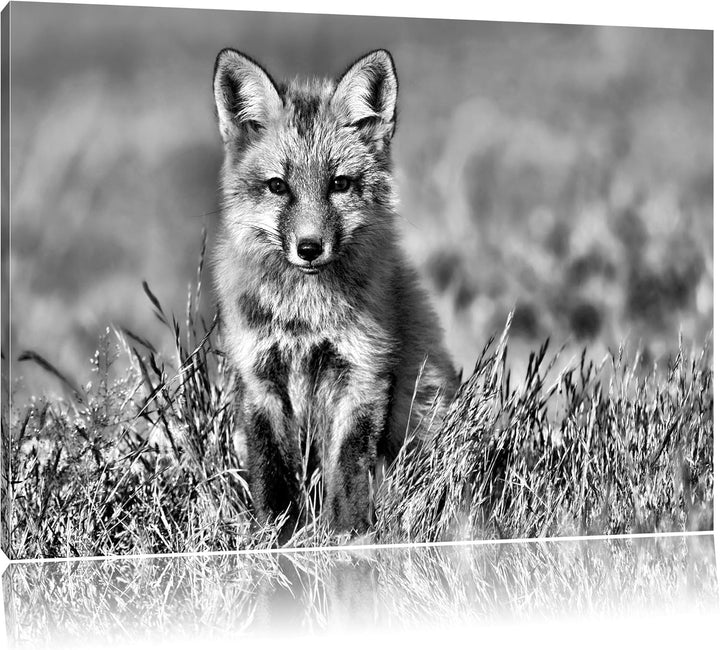 Monocrome, Kleiner Fuchs , Format: 100x70 auf Leinwand, XXL riesige Bilder fertig gerahmt mit Keilra
