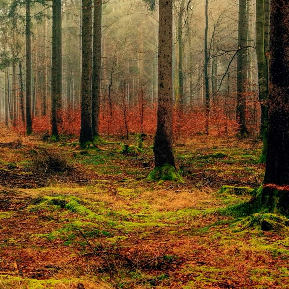 Feeby Wandbild XXL 5 Teilig Natur Leinwandbild Landschaft Wald Bäume bunt 300x140 cm Leinwandbild 30