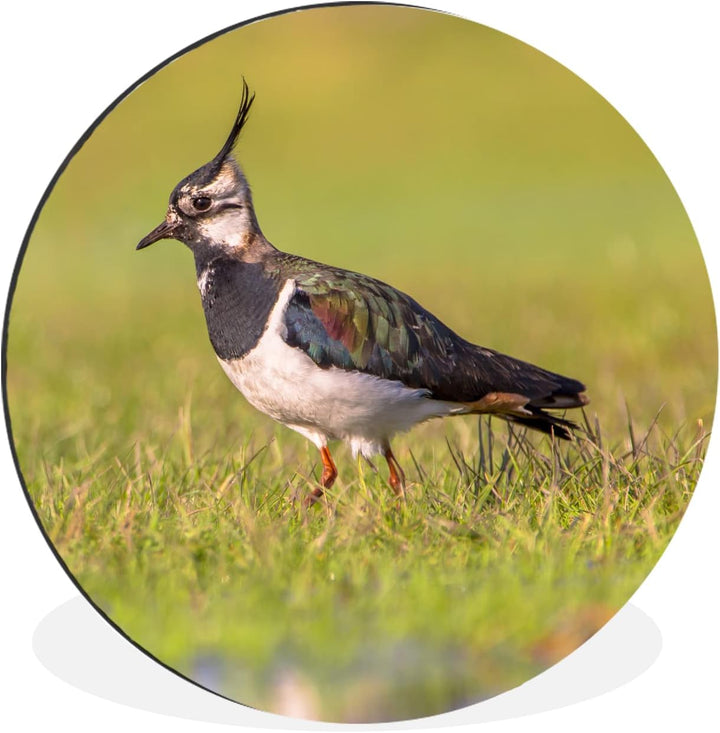 MuchoWow Wandbild Rund Wanddeko Deko Wohnzimmer Bilder 60x60 cm Vogel - Gras - Natur - Tiere - Kiebi