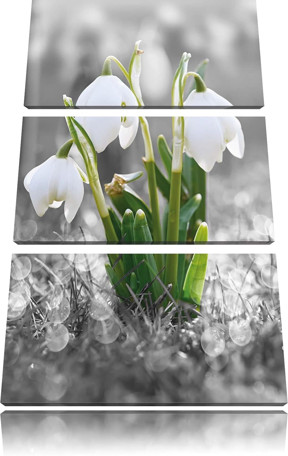 Pixxprint schöne Schneeglöckchen im Morgentau als Leinwandbild/Grösse: 3 Teilig (120x80) cm/Wandbild