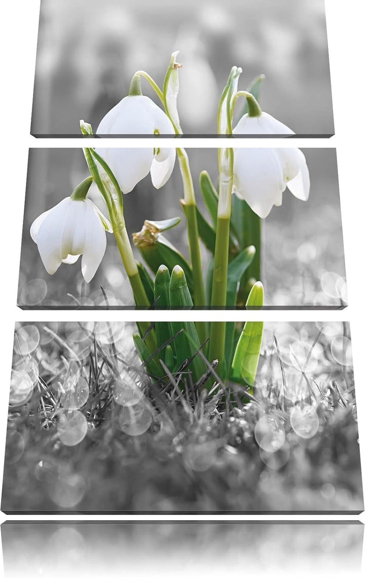 Pixxprint schöne Schneeglöckchen im Morgentau als Leinwandbild/Grösse: 3 Teilig (120x80) cm/Wandbild
