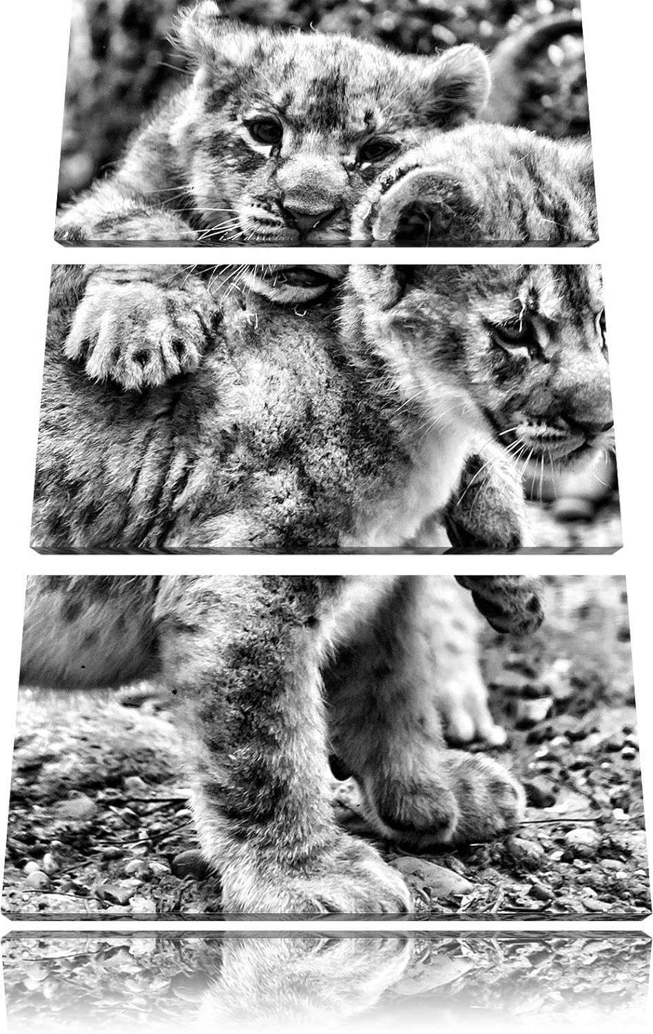 Pixxprint Löwenjunge als Leinwandbild/Grösse: 3 Teilig (120x80) cm/Wandbild/Kunstdruck/fertig bespan